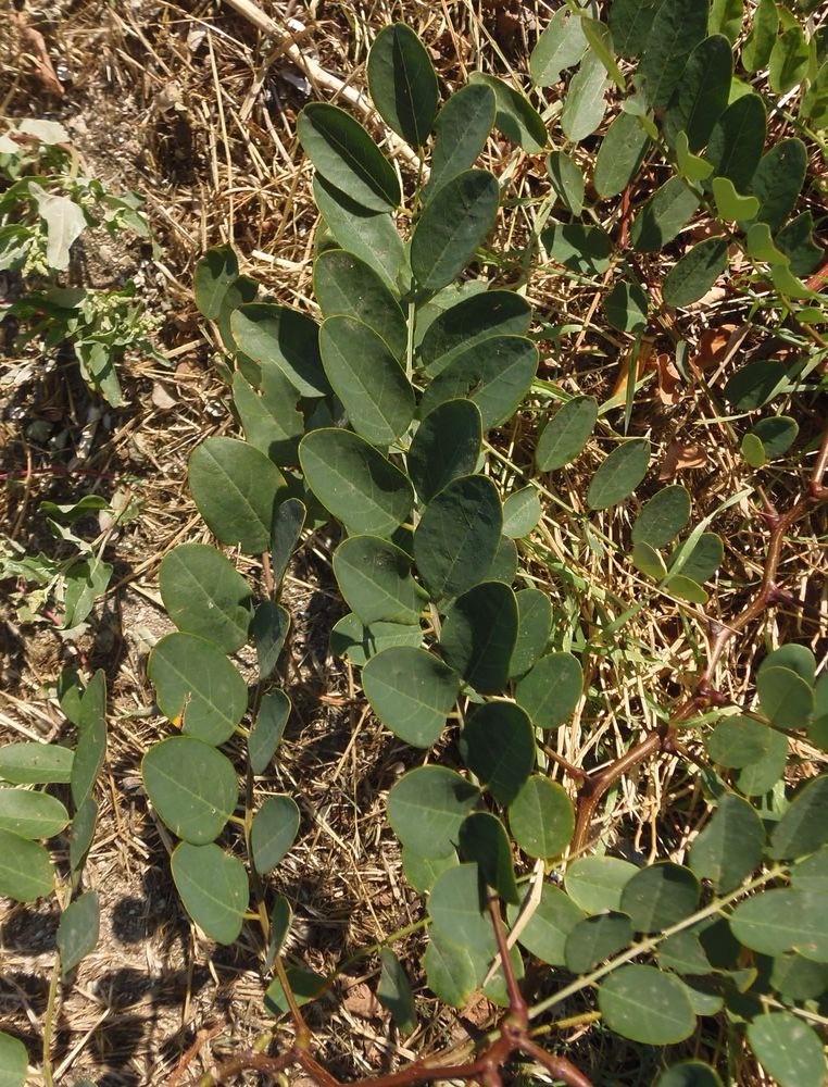 Image of Robinia hispida specimen.