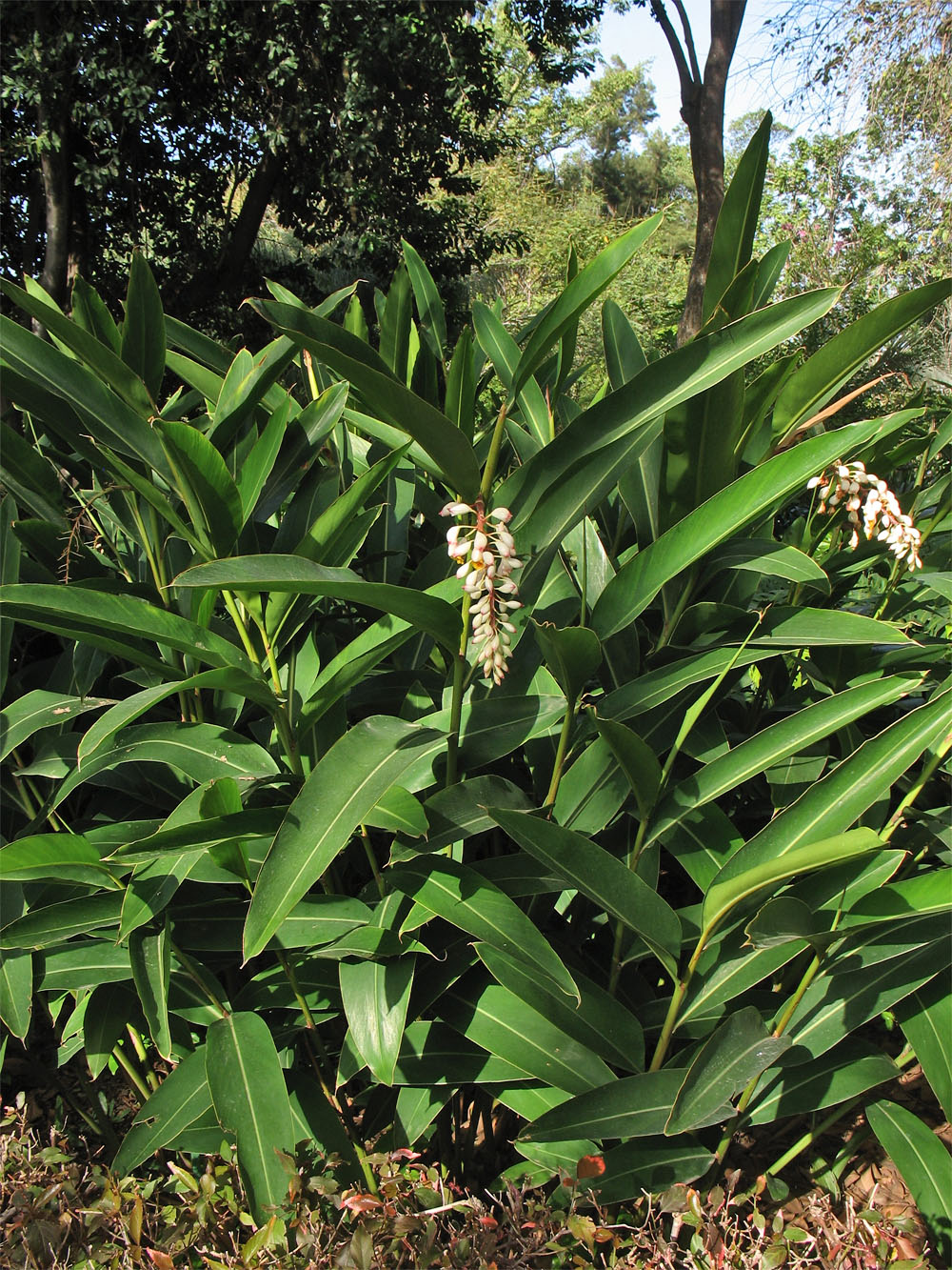 Image of Alpinia zerumbet specimen.