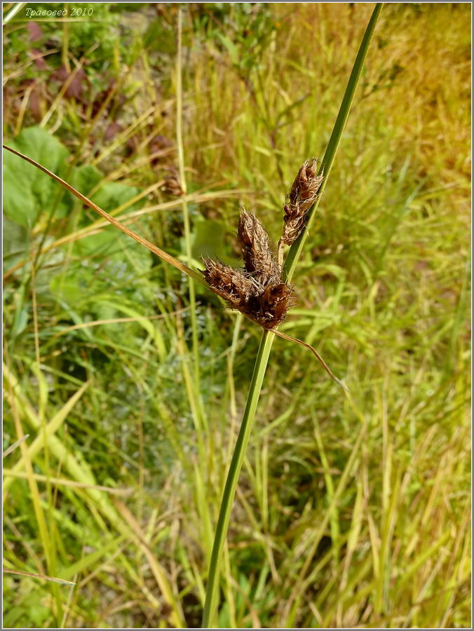 Изображение особи Bolboschoenus planiculmis.