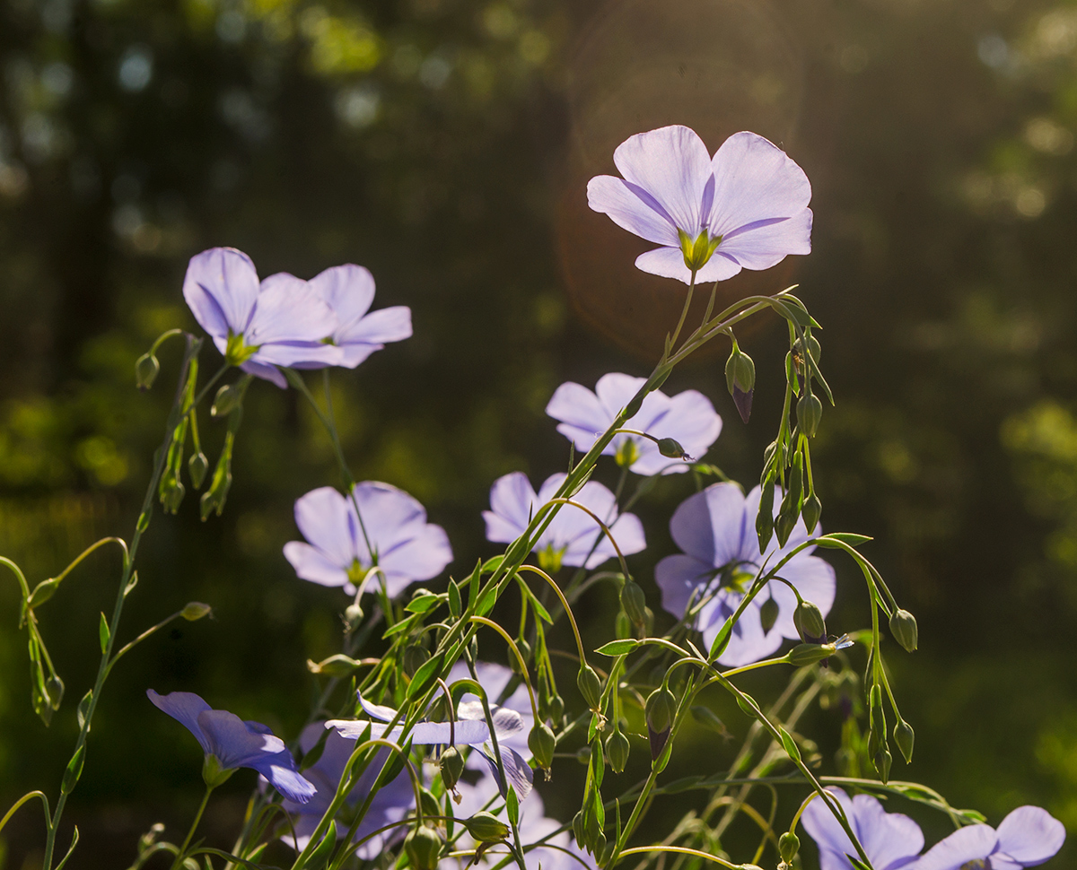 Image of Linum austriacum specimen.
