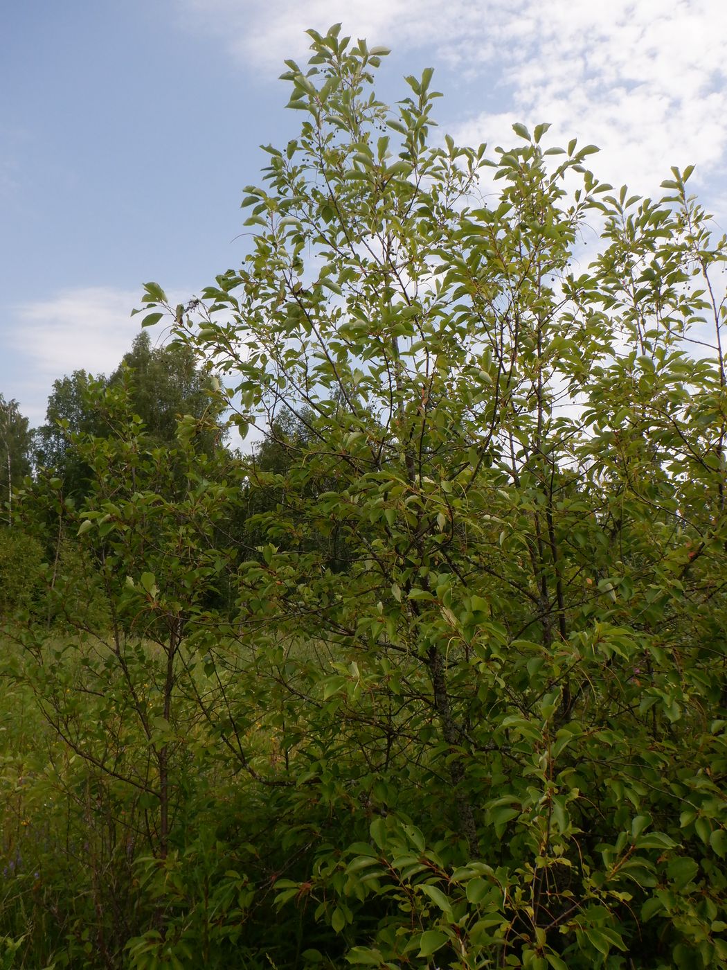 Изображение особи Padus virginiana.