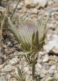 Cirsium richterianum