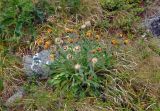 Hieracium alpinum