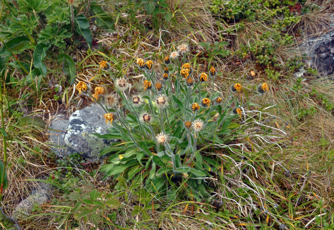 Изображение особи Hieracium alpinum.