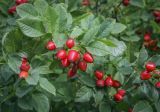Rosa canina