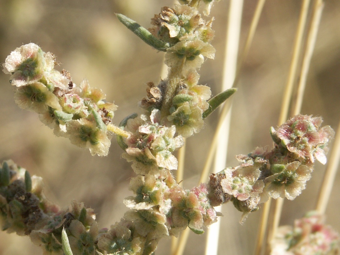 Image of Bassia prostrata specimen.