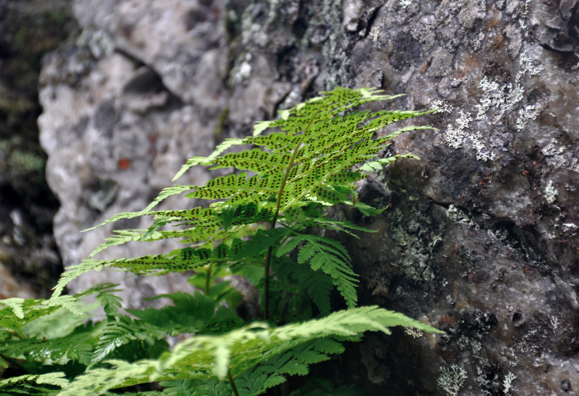 Image of Dryopteris expansa specimen.