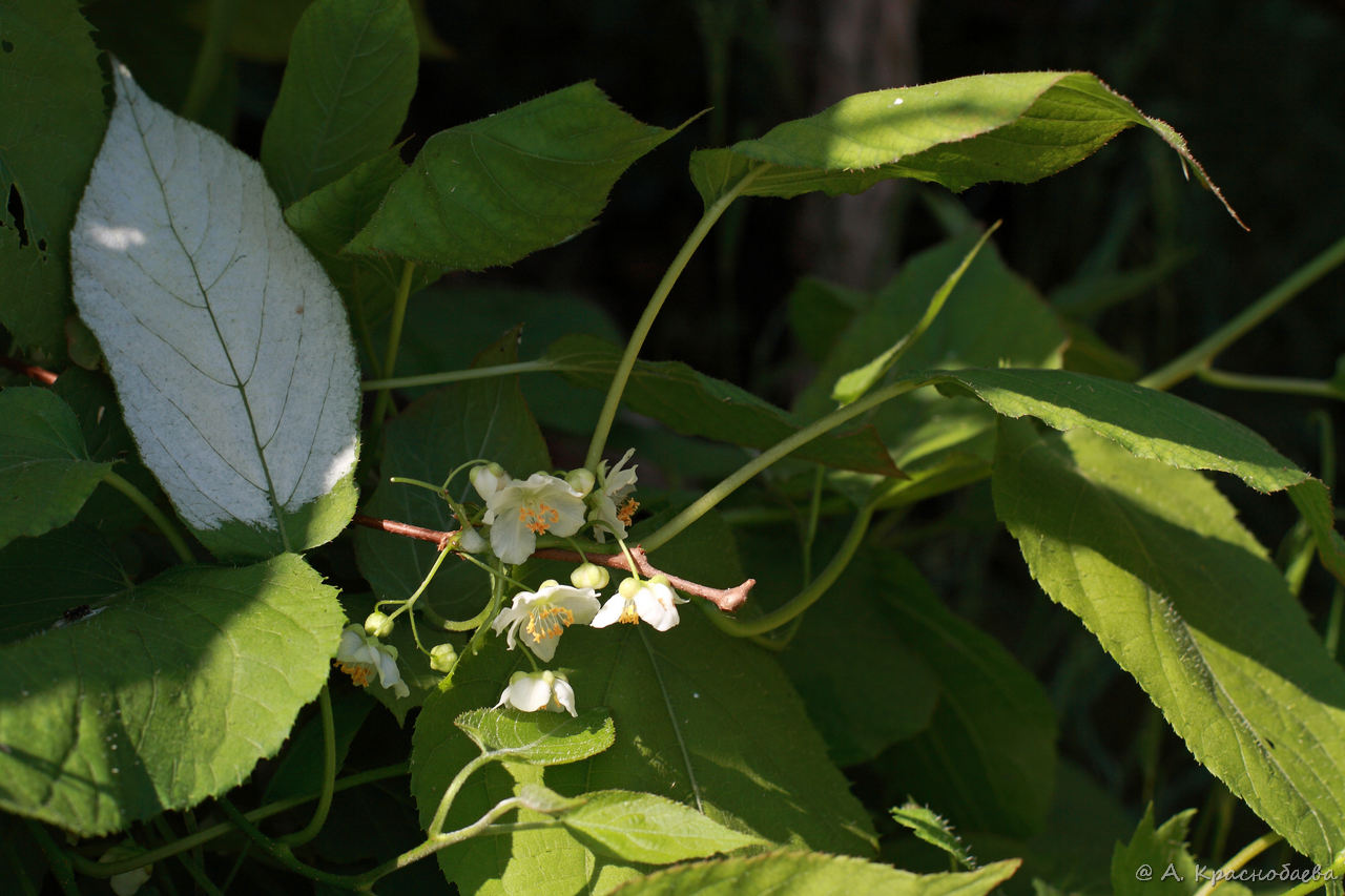 Изображение особи Actinidia kolomikta.