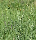 genus Tragopogon