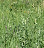 genus Tragopogon. Верхушка растения с соцветиями разной степени развития. Краснодарский край, окр. г. Тихорецк, суходольный луг. 02.06.2019.