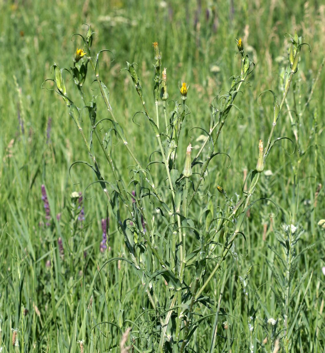 Изображение особи род Tragopogon.