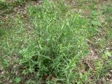 Artemisia dracunculus. Вегетирующее растение. Хабаровск, ул. Ульяновская 60, в культуре. 18.05.2008.