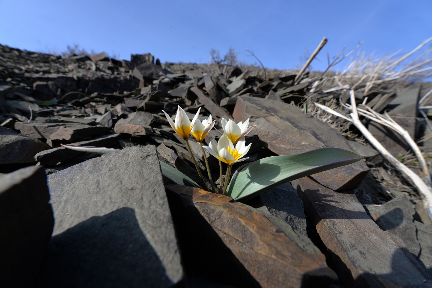 Изображение особи Tulipa orthopoda.