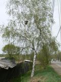 Betula pendula