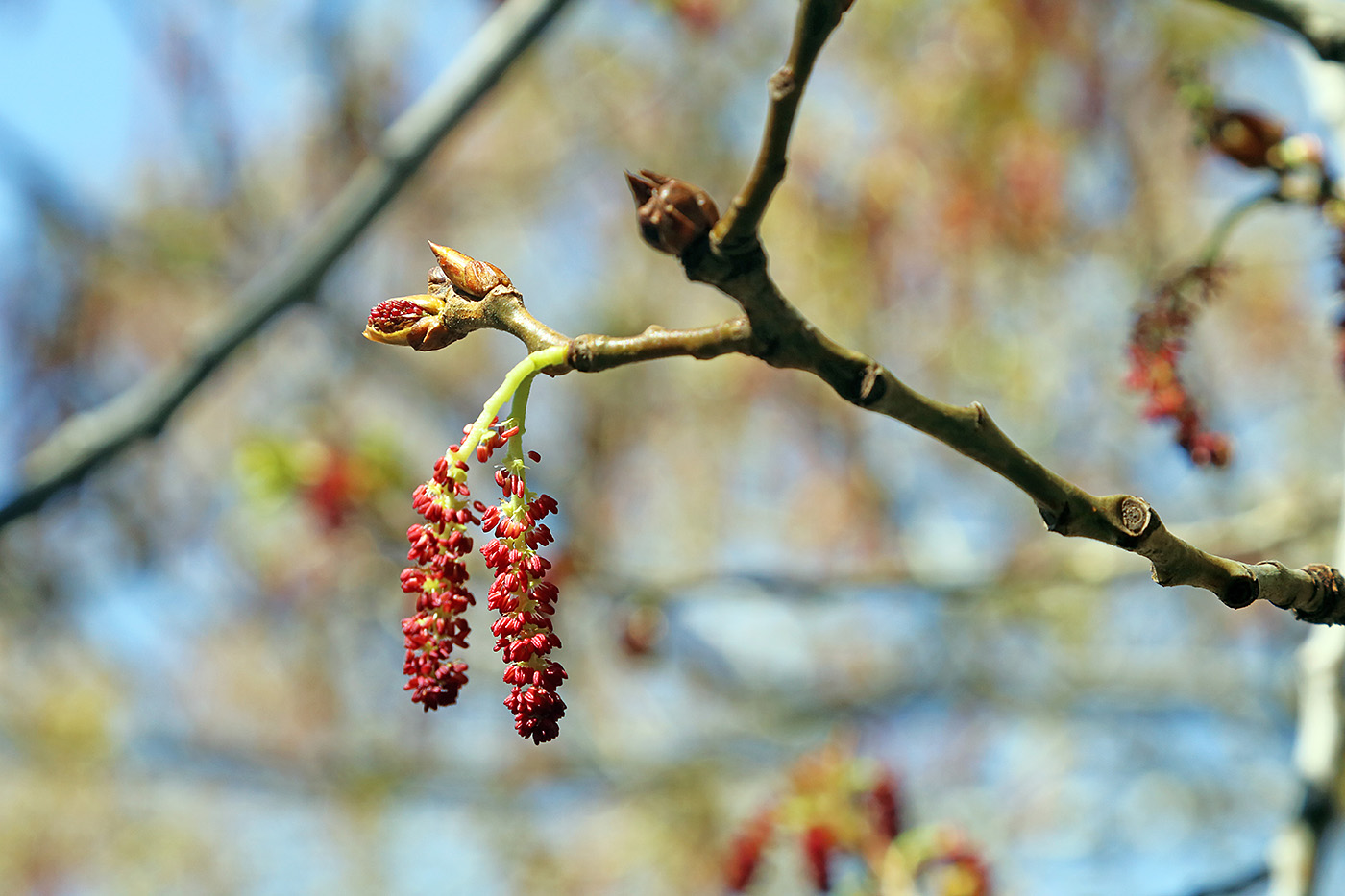 Image of Populus afghanica specimen.