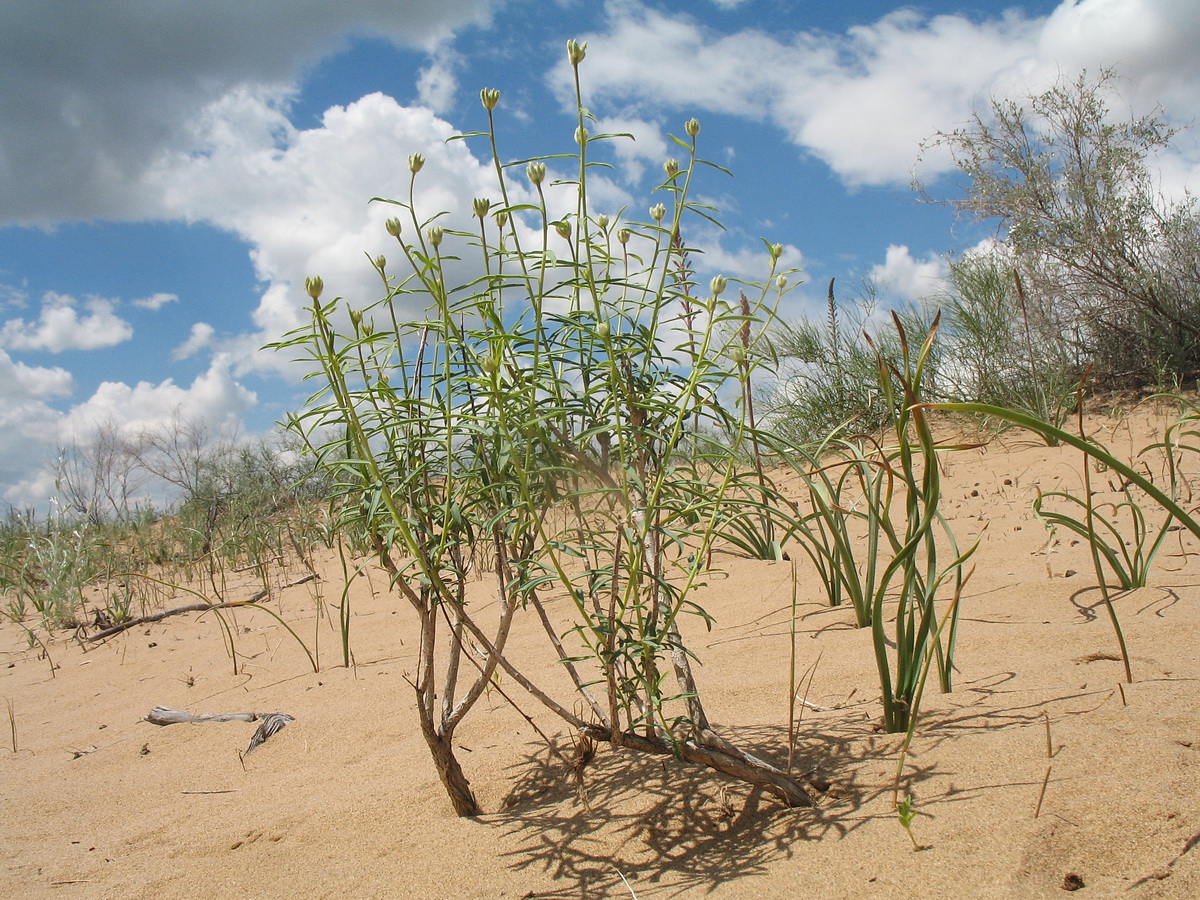 Image of Dendrostellera ammodendron specimen.