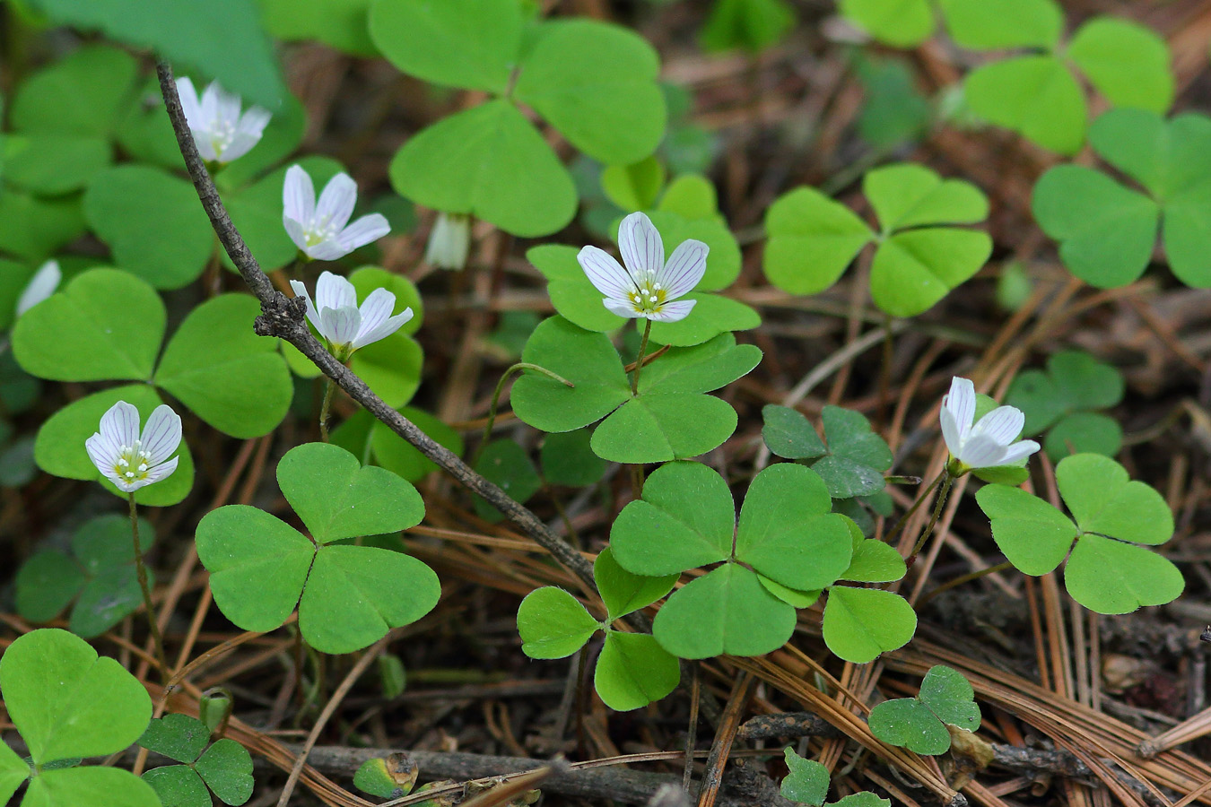 Изображение особи Oxalis acetosella.