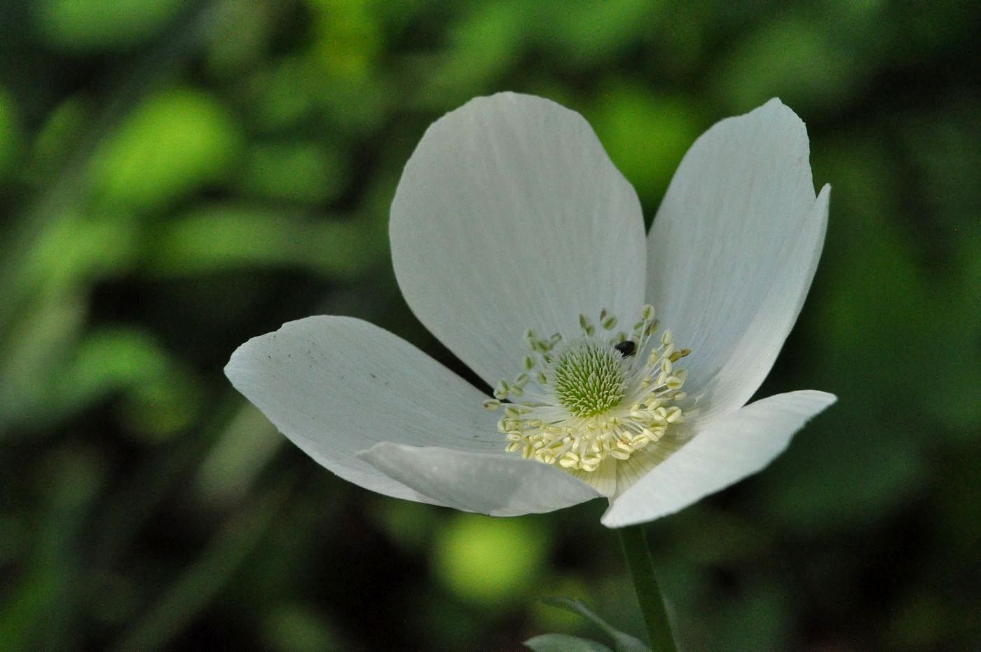 Image of Anemone sylvestris specimen.