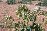 Crambe maritima