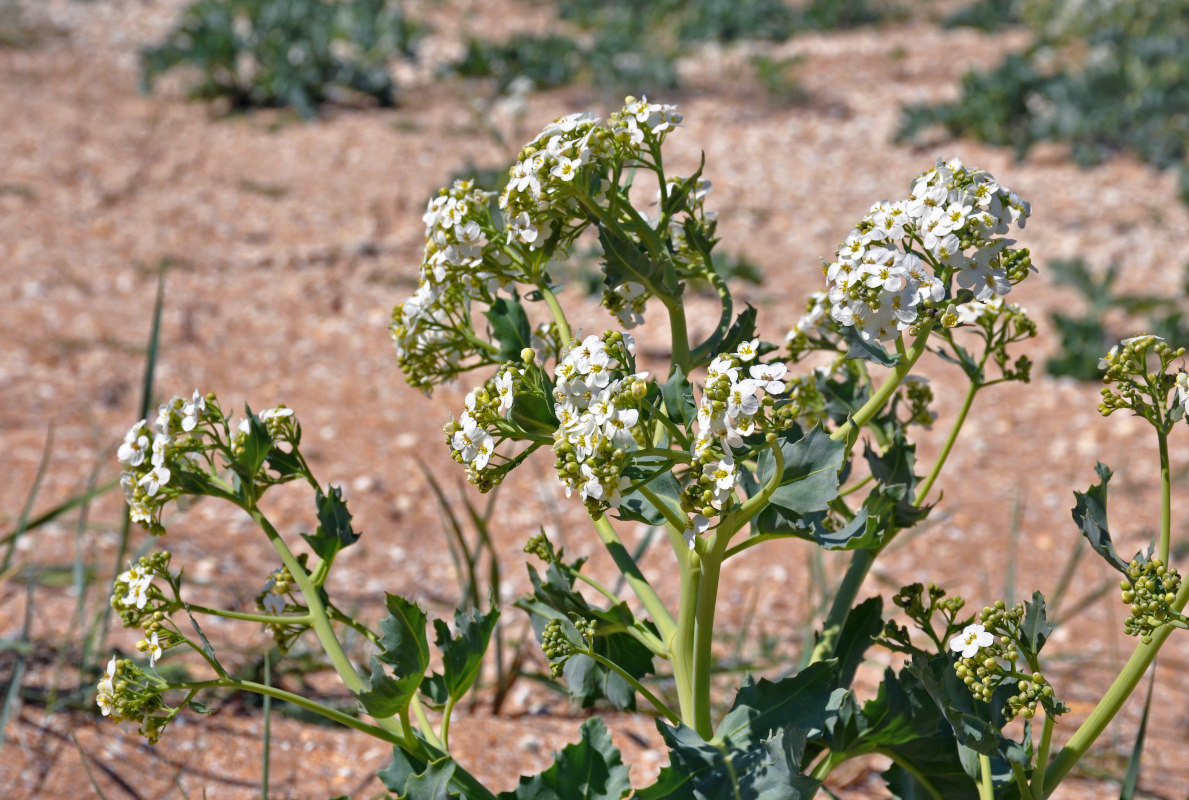 Image of Crambe maritima specimen.