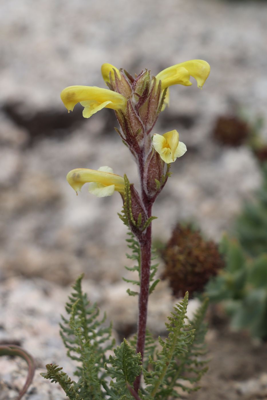 Image of Pedicularis talassica specimen.