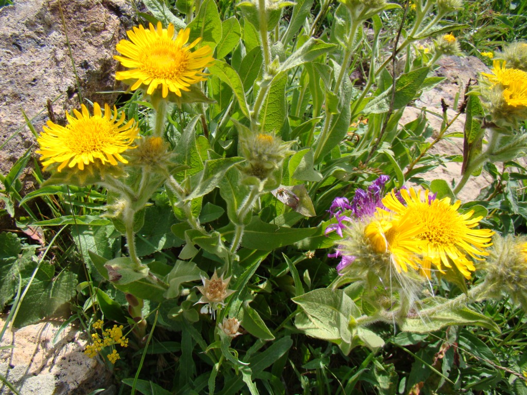 Изображение особи Inula mariae.