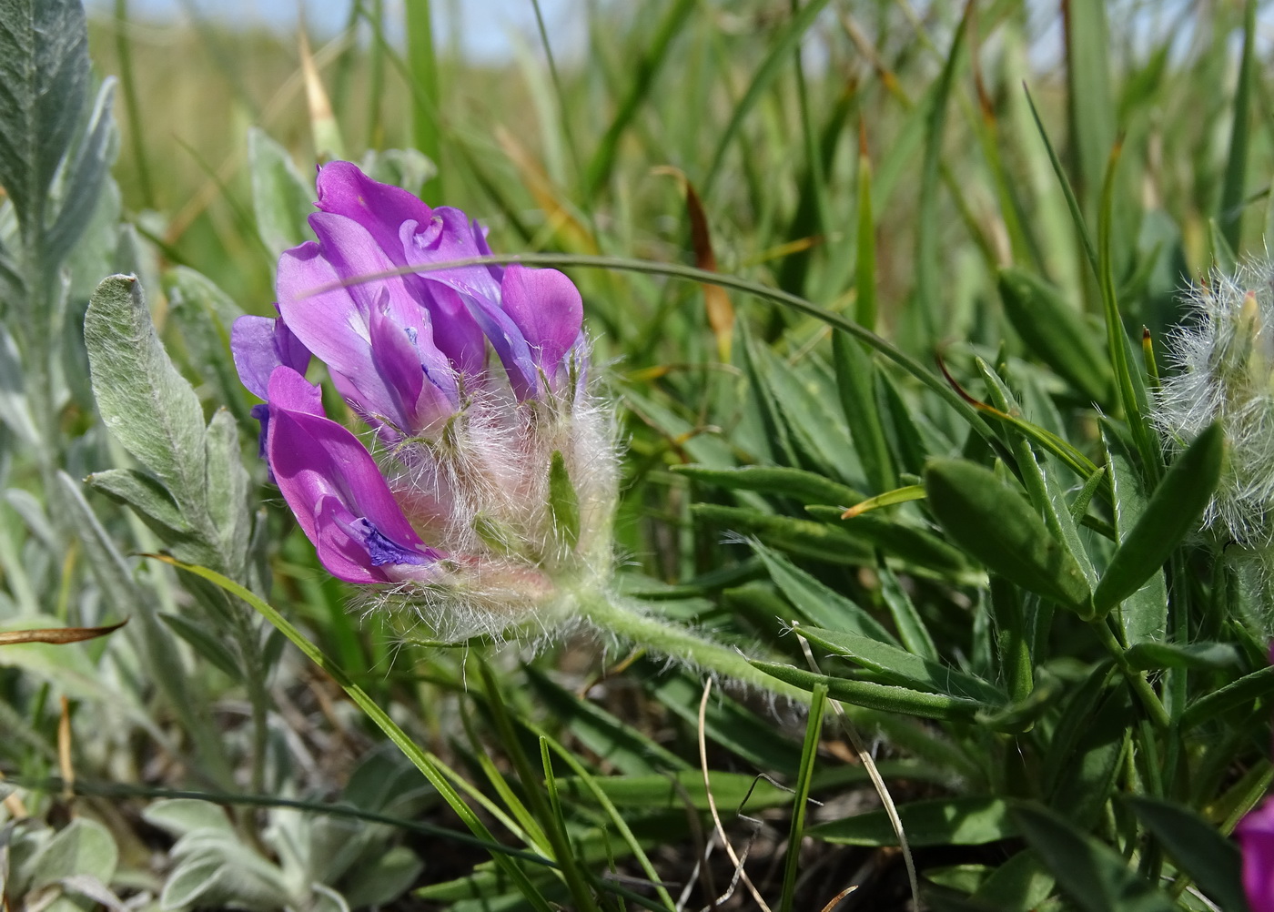 Изображение особи Oxytropis setosa.