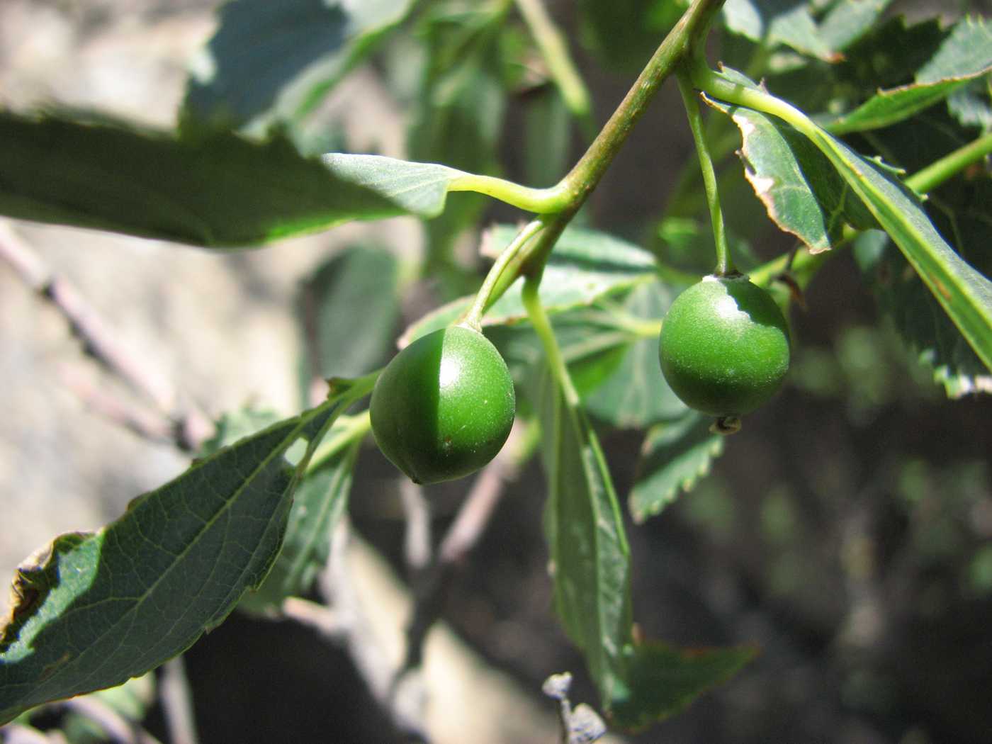 Image of Celtis glabrata specimen.