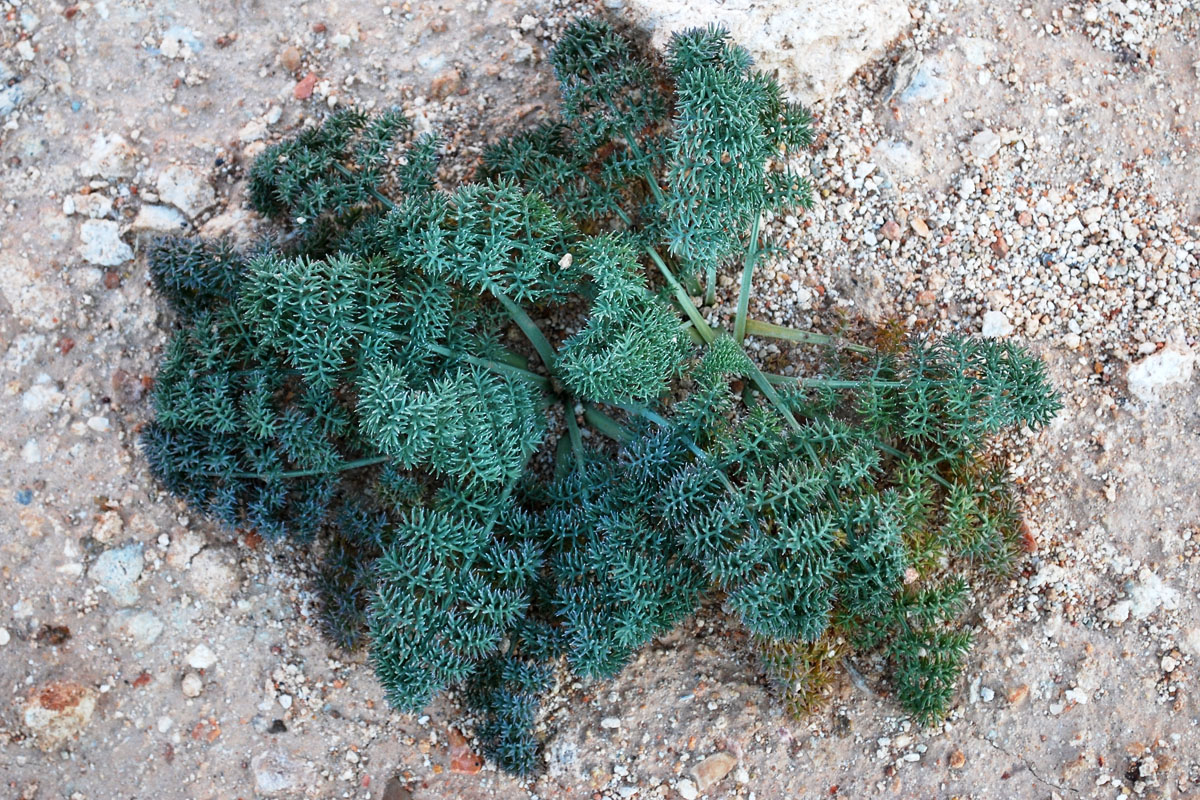 Image of familia Apiaceae specimen.