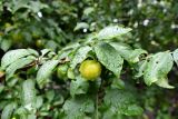 Prunus cerasifera. Ветвь с плодом после дождя. Крым, Южный Берег, г. Алушта, в культуре. 13.07.2021.