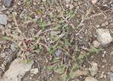 Polycnemum majus. Плодоносящие растения. Крым, Карадагский заповедник, гора Малый Карадаг, на тропе. 26 сентября 2021 г.