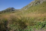 Calamagrostis arundinacea. Плодоносящие растения. Краснодарский край, Мостовской р-н, Баговское сельское поселение, долина р. Уруштен, окр. оз. Малое, выс. ≈ 2000 м н.у.м., субальпийский луг. 30.08.2021.