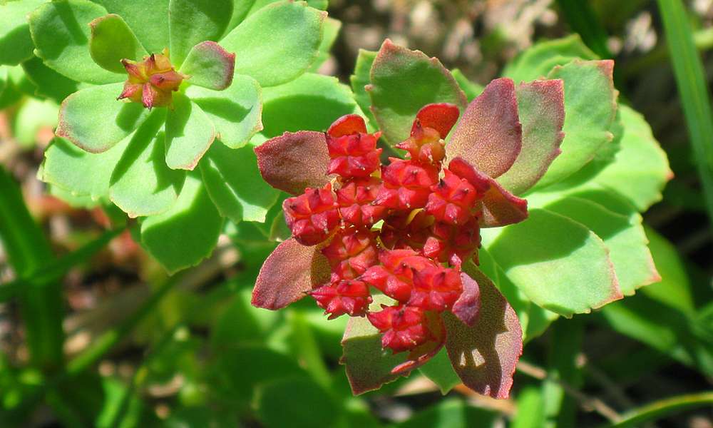 Изображение особи Rhodiola integrifolia.