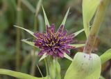 Tragopogon porrifolius. Соцветие. Испания, автономное сообщество Каталония, провинция Жирона, комарка Баш Эмпорда, муниципалитет Тороэлья-де-Монгри, долина Санта-Катерина, бровка балки, разнотравье. 23.05.2021.