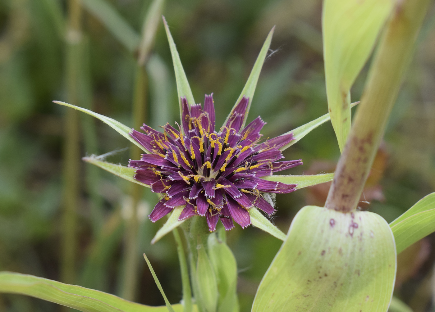 Изображение особи Tragopogon porrifolius.