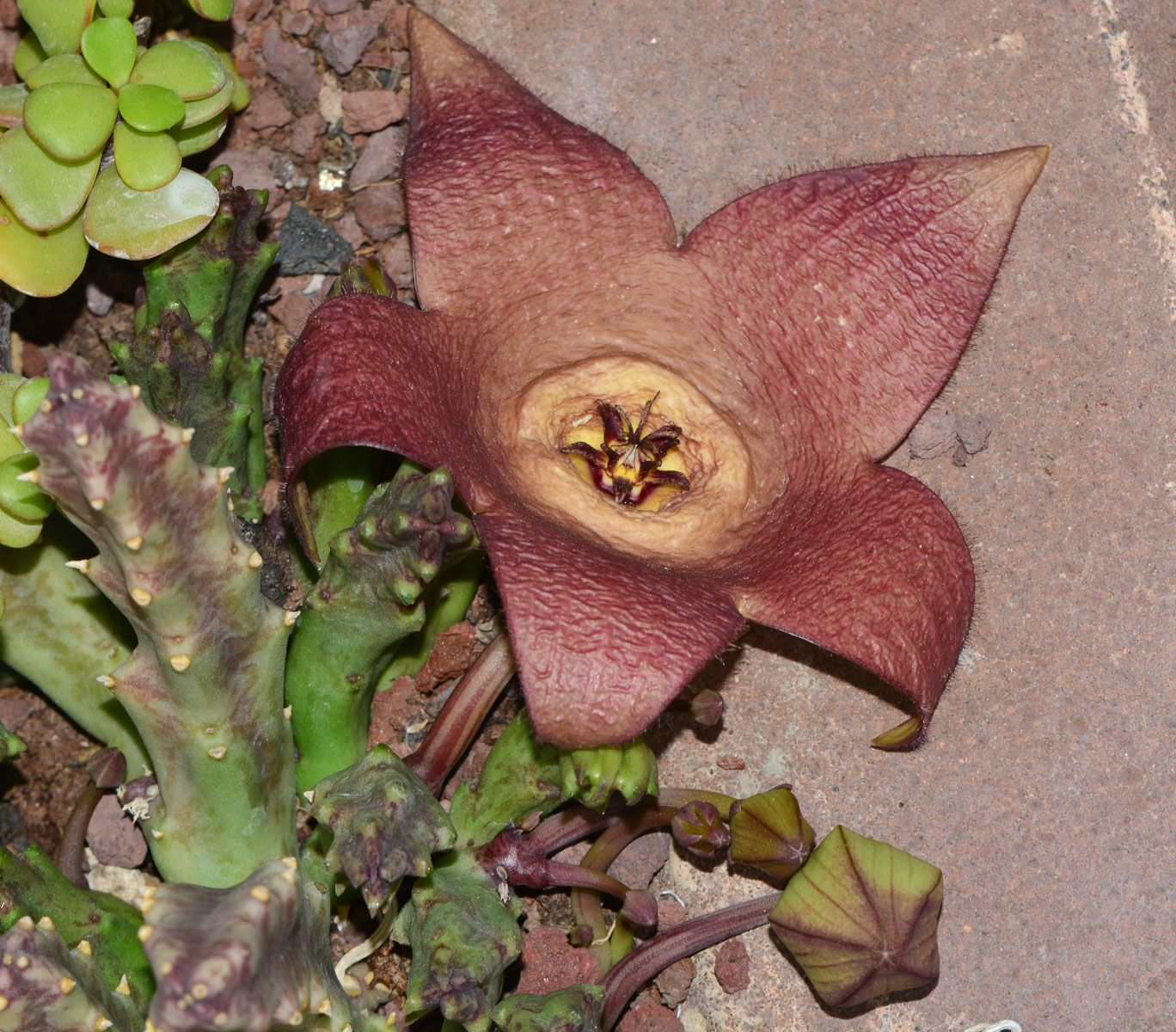 Image of genus &times; Orbelia specimen.