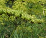 Heracleum sibiricum. Часть от общего соплодия. Магаданская обл., г. Магадан, на газоне. 10.08.2018.