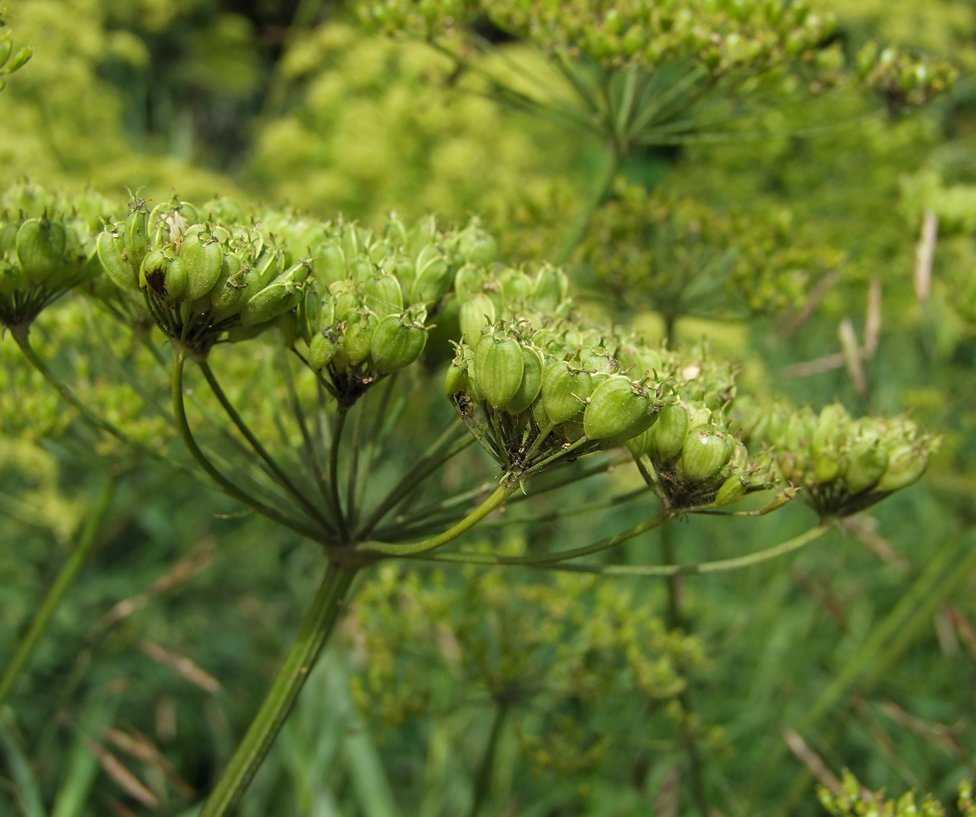 Изображение особи Heracleum sibiricum.