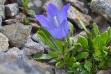 Campanula biebersteiniana