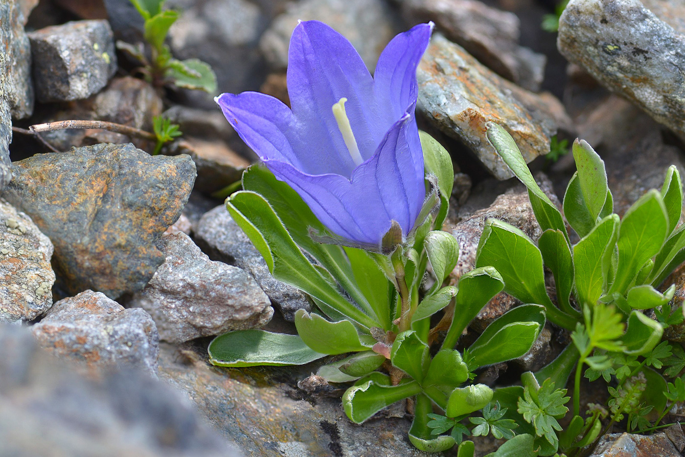 Image of Campanula biebersteiniana specimen.