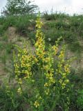 Verbascum marschallianum