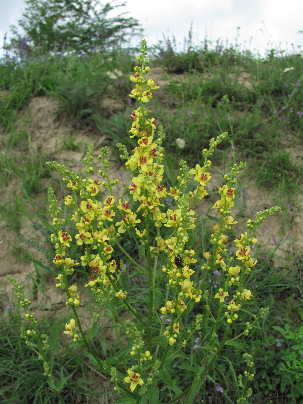 Image of Verbascum marschallianum specimen.