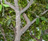 Pappea capensis