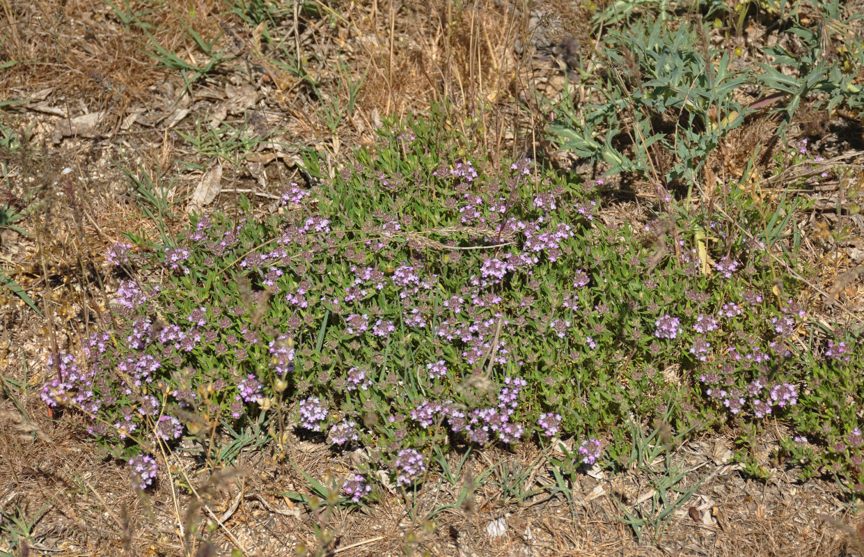 Изображение особи род Thymus.