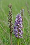 Orchis militaris. Прошлогоднее соплодие (слева) и соцветие. Республика Татарстан, Спасский р-н, ур. Ясачка. 08.06.2010.