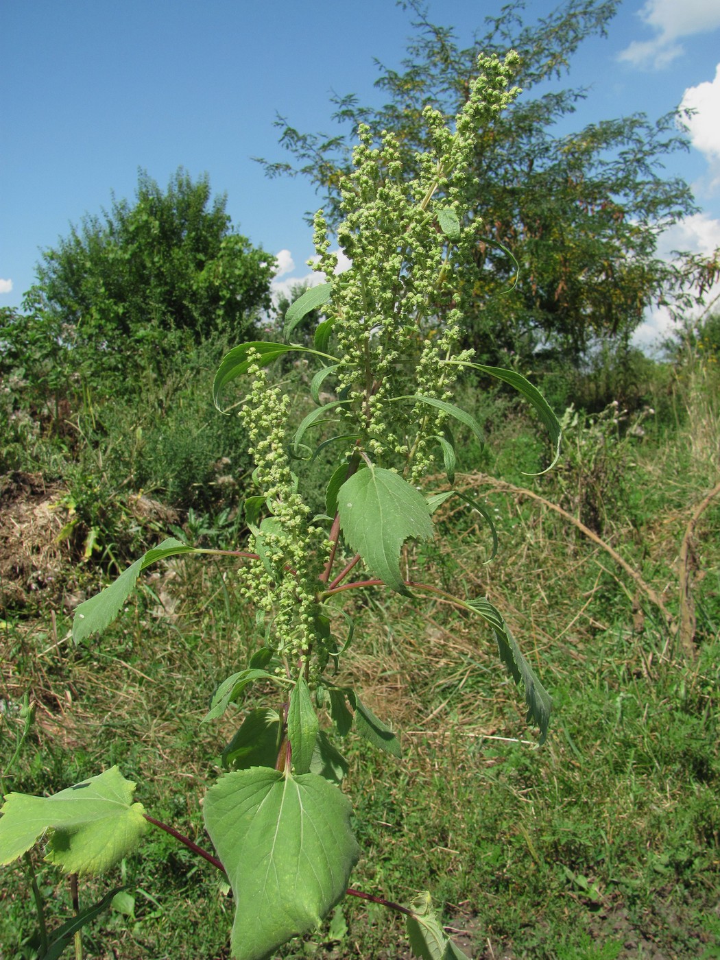 Image of Cyclachaena xanthiifolia specimen.