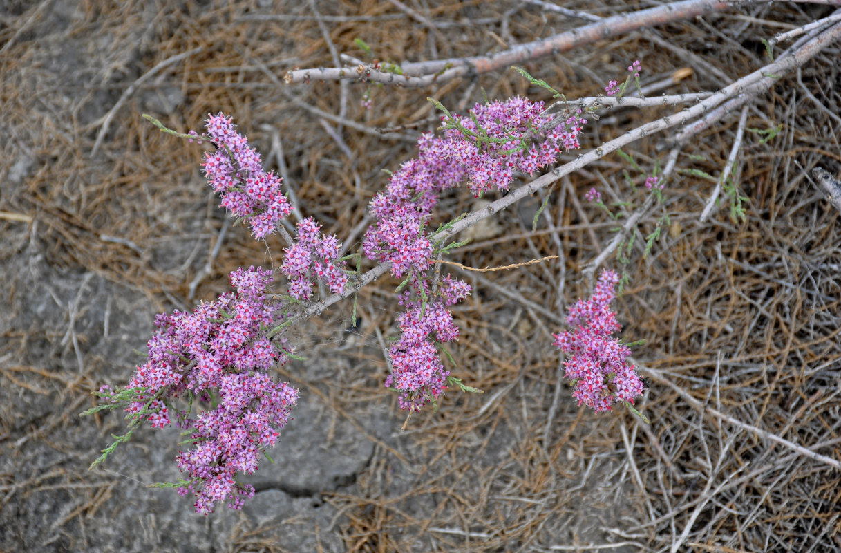 Image of Tamarix laxa specimen.