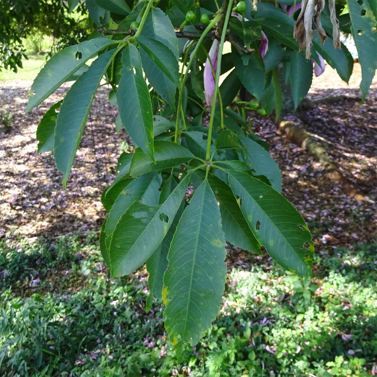 Image of Ceiba pubiflora specimen.