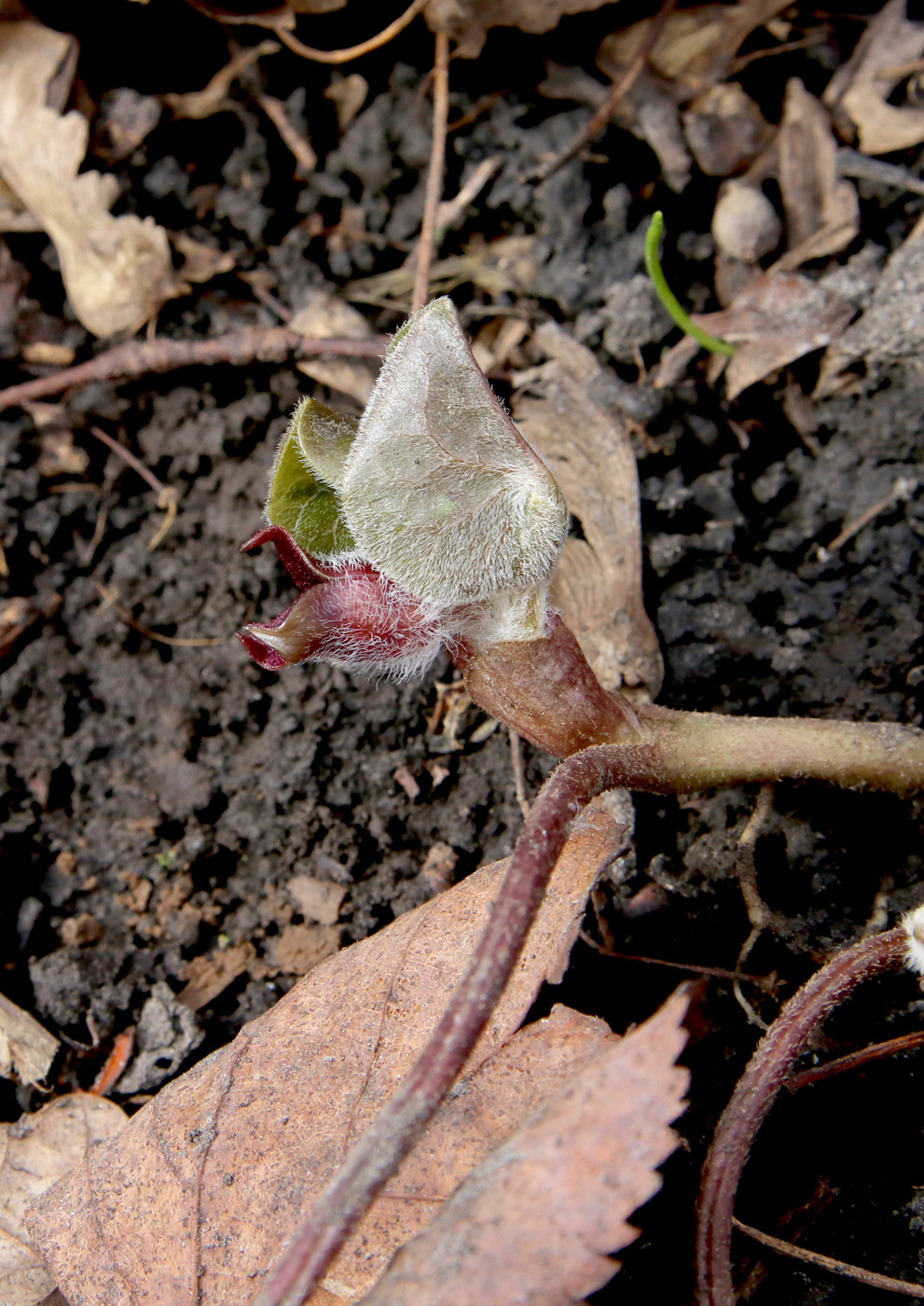 Image of Asarum europaeum specimen.