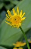 Doronicum orientale